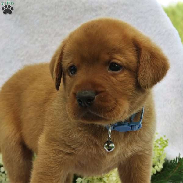 Redwood, Fox Red Labrador Retriever Puppy